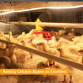 4 Tiers Automatic Manure Removing Battery Cages for Broilers